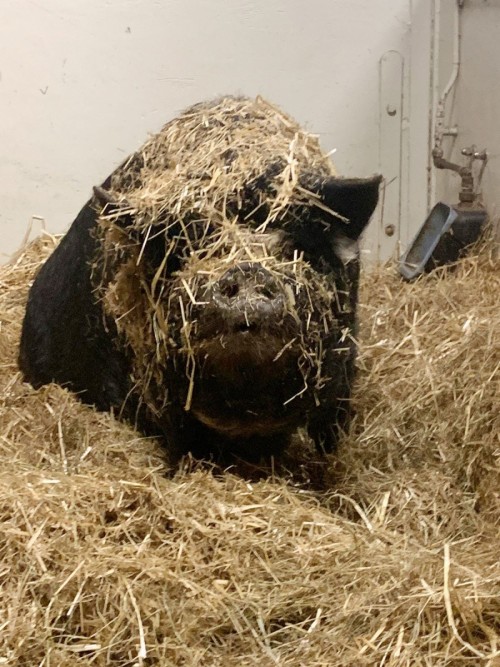 Bisquet zegt welkom op akka's stadsboederij