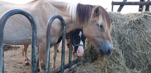 paarden-hooi-spankeren