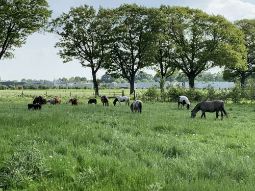 paarden-wei-spankeren