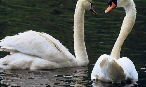 noorderplantsoen zwaan ganzenparadijs groningen