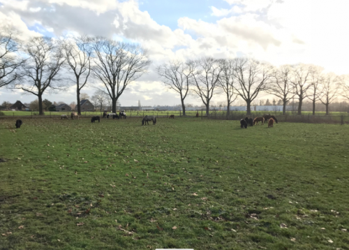 Paarden in spankeren op de wei