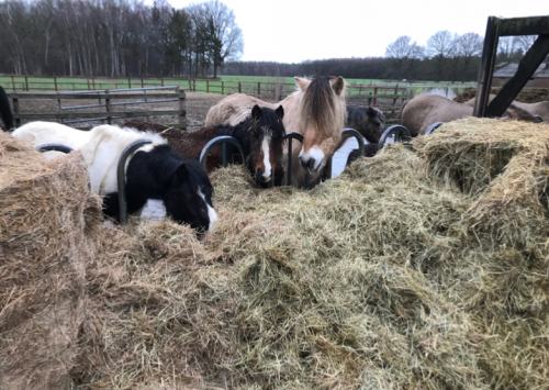 Paarden in spankeren eten hooi