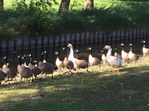 Ganzen Bergen op Zoom