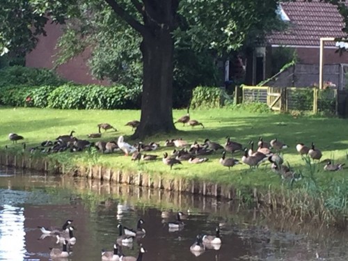 Ganzen Bergen op Zoom