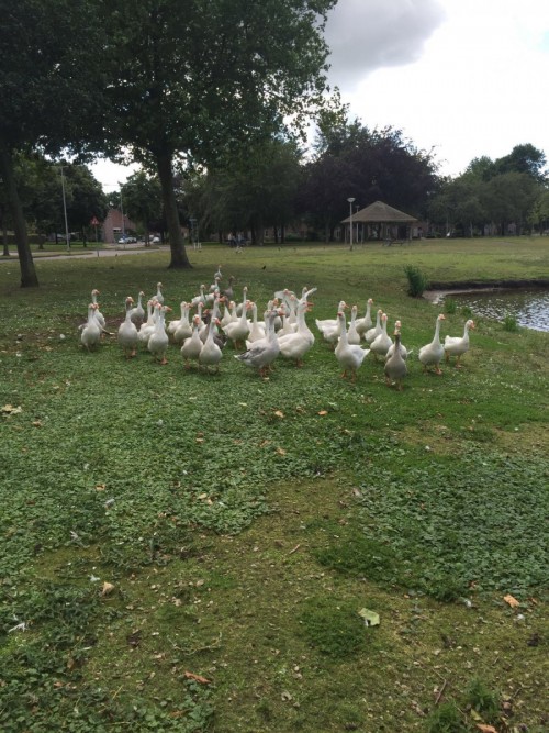 Ganzen Bergen op Zoom