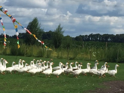 Ganzen Bergen op Zoom