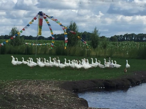 Ganzen Bergen op Zoom