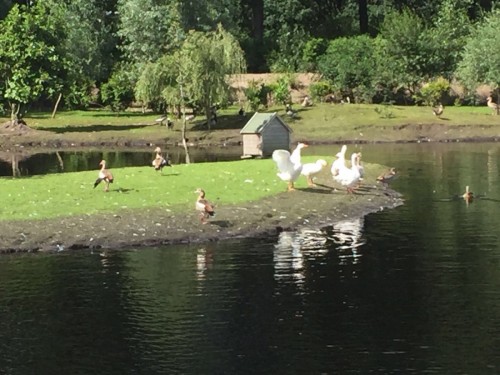 Ganzen Bergen op Zoom