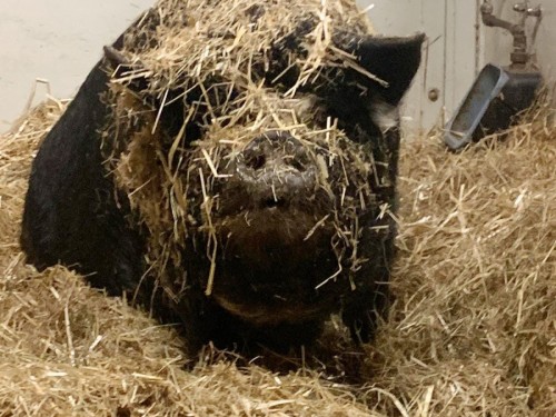 Bisquet zegt welkom op akka's stadsboederij