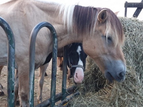 paarden-hooi-spankeren