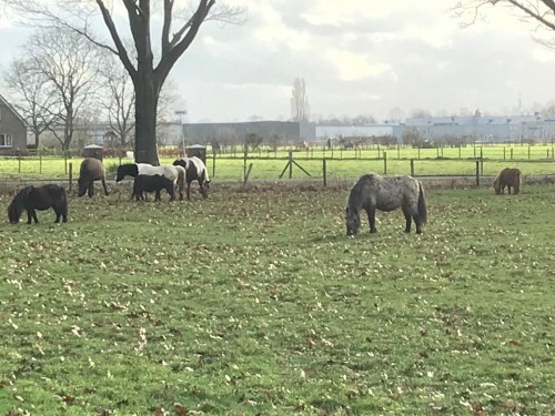 Paarden in spankeren