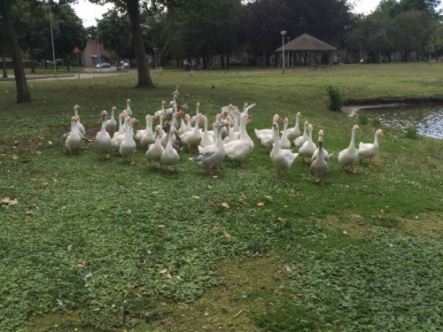 Ganzen Bergen op Zoom